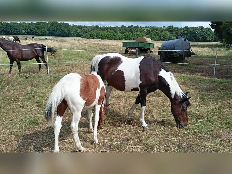 Lewitzer Mix Mare  in Soltau