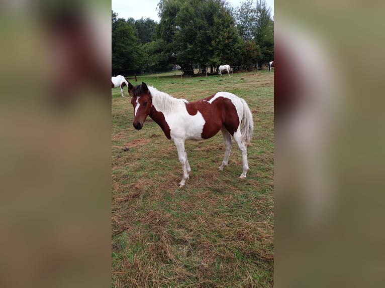 Lewitzer Mix Mare Foal (03/2025) Pinto in Soltau