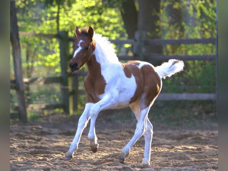 Lewitzer Mix Mare Foal (03/2025) Pinto in Soltau