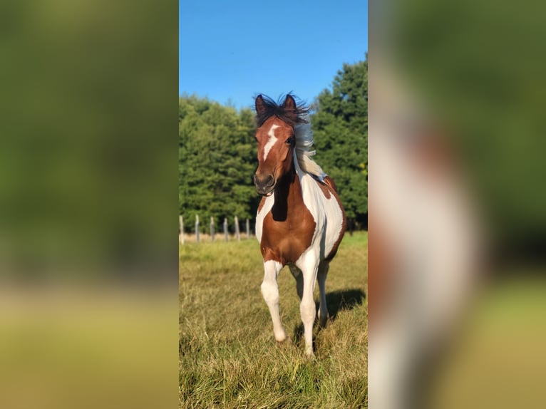 Lewitzer Mix Mare Foal (03/2025) Pinto in Soltau