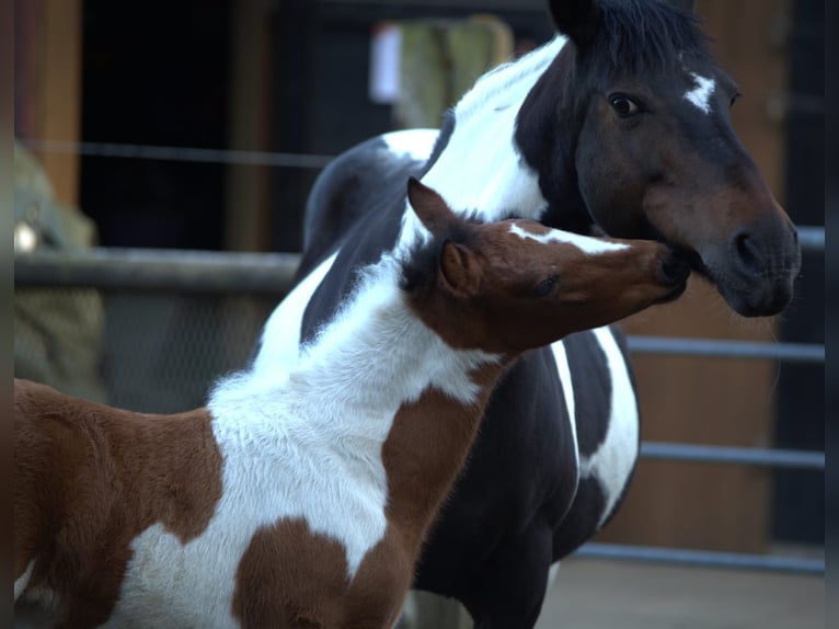 Lewitzer Mix Mare Foal (03/2025) Pinto in Soltau