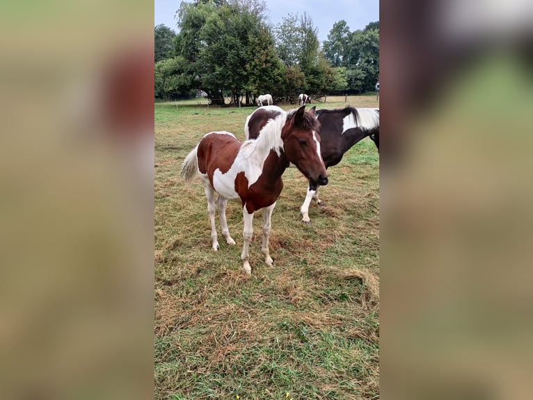 Lewitzer Mix Mare Foal (03/2025) Pinto in Soltau