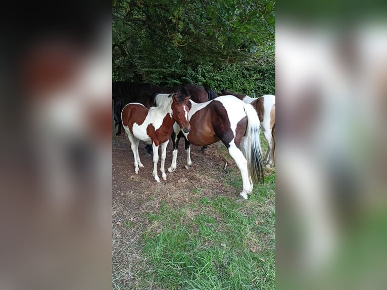 Lewitzer Mix Mare Foal (03/2025) Pinto in Soltau
