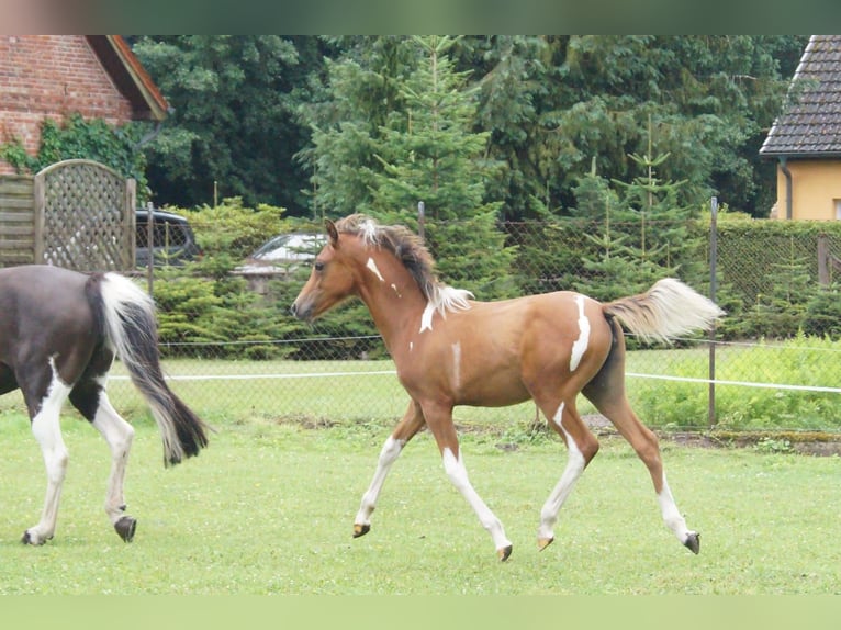 Lewitzer Mare Foal (04/2024) Pinto in Heiddorf