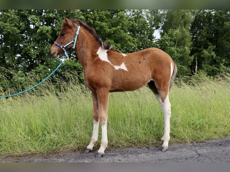 Lewitzer Mare  Pinto in Freudenberg