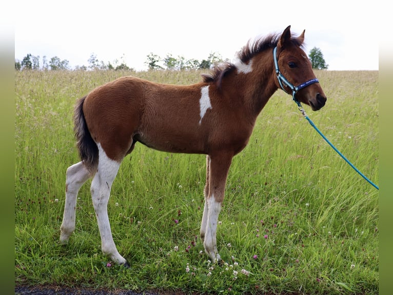 Lewitzer Mare  Pinto in Freudenberg