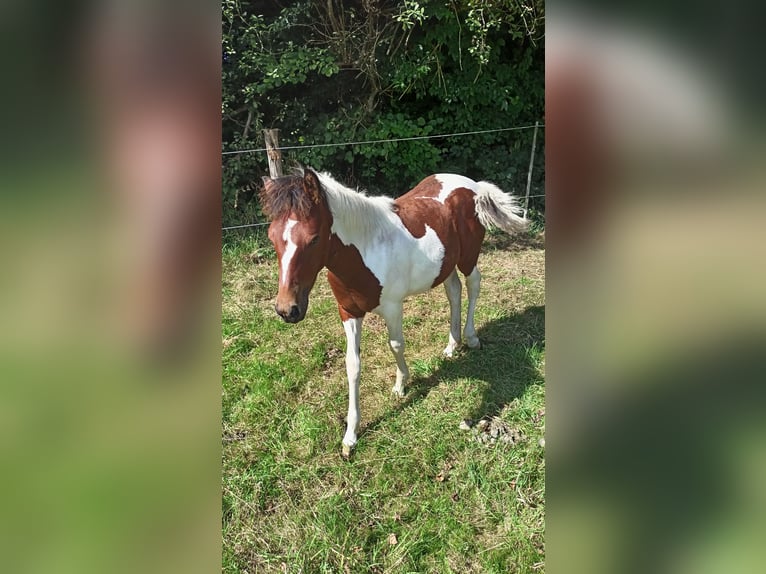 Lewitzer Mix Mare Foal (03/2025) Pinto in Soltau