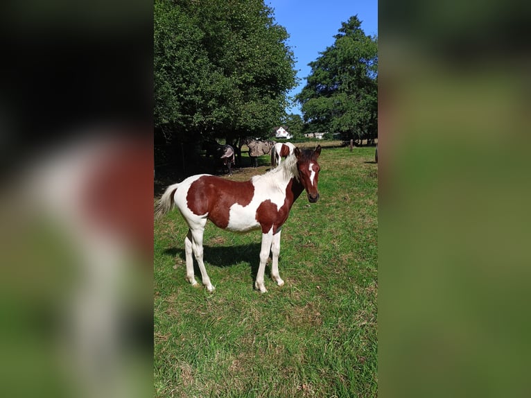 Lewitzer Mix Mare Foal (03/2025) Pinto in Soltau
