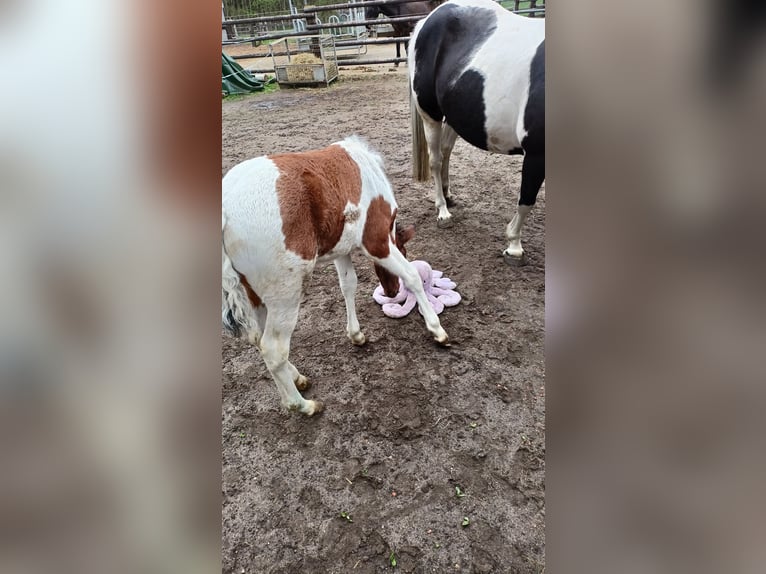 Lewitzer Mix Mare Foal (03/2025) Pinto in Soltau