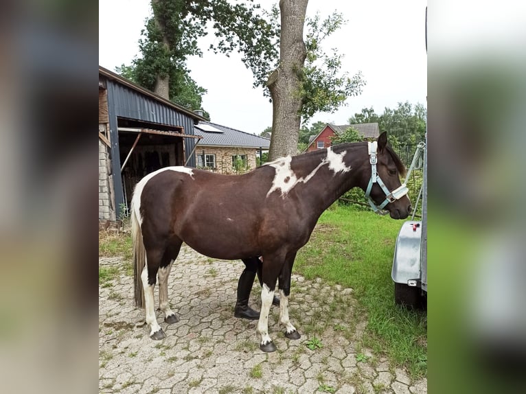 Lewitzer Merrie 10 Jaar 138 cm Tobiano-alle-kleuren in LilienthalLilienthal