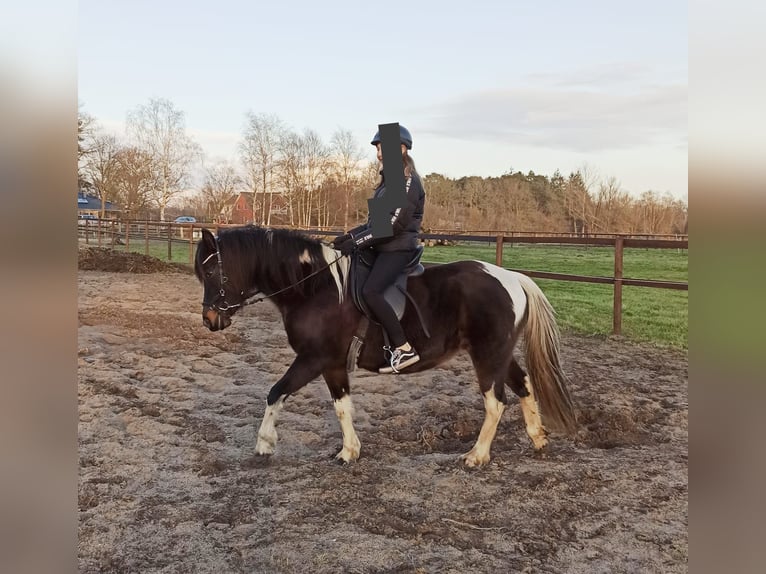 Lewitzer Merrie 10 Jaar 138 cm Tobiano-alle-kleuren in LilienthalLilienthal