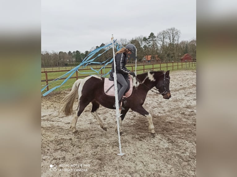 Lewitzer Merrie 10 Jaar 138 cm Tobiano-alle-kleuren in LilienthalLilienthal