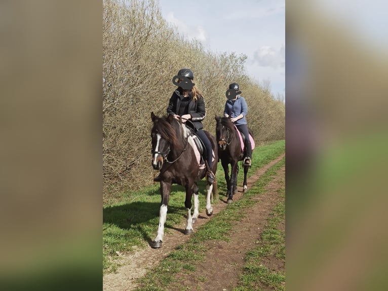 Lewitzer Merrie 10 Jaar 138 cm Tobiano-alle-kleuren in LilienthalLilienthal