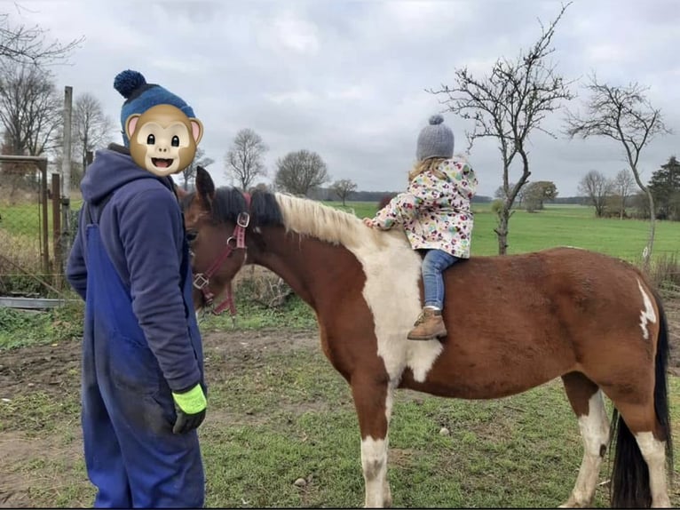 Lewitzer Mix Merrie 10 Jaar 142 cm Gevlekt-paard in Salzwedel