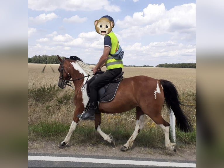 Lewitzer Mix Merrie 10 Jaar 142 cm Gevlekt-paard in Salzwedel