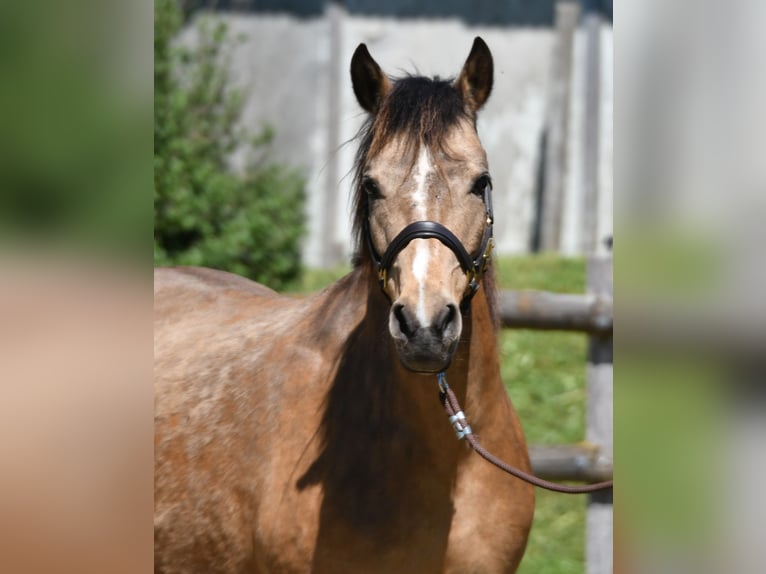 Lewitzer Merrie 10 Jaar 147 cm Buckskin in Mörsdorf