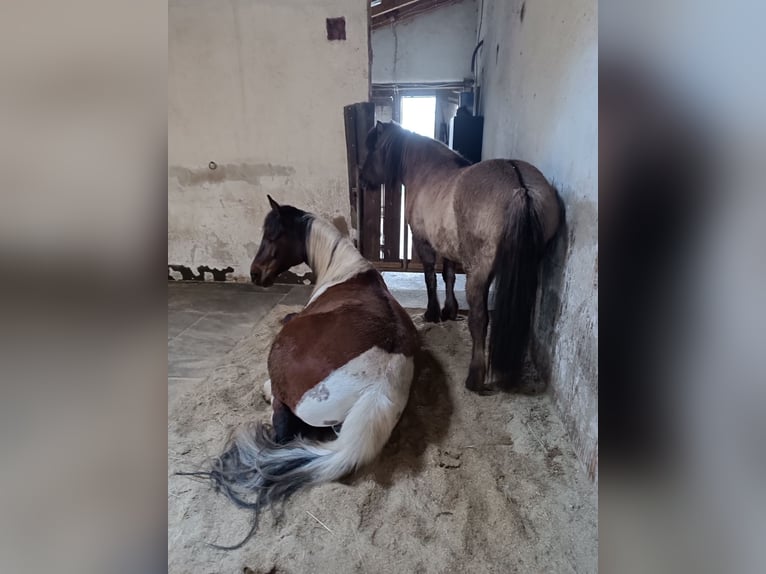 Lewitzer Merrie 10 Jaar 147 cm Gevlekt-paard in Baddeckenstedt