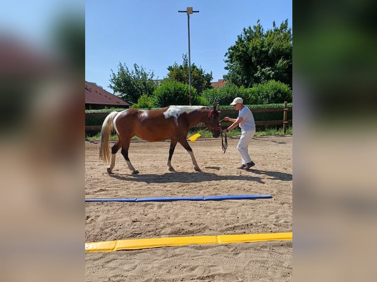 Lewitzer Merrie 10 Jaar 147 cm Gevlekt-paard in Baddeckenstedt