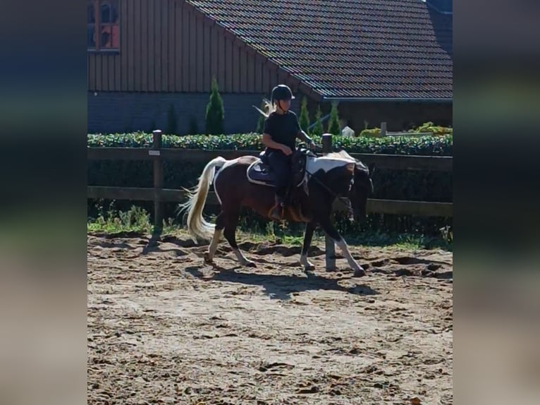 Lewitzer Merrie 10 Jaar 147 cm Gevlekt-paard in Baddeckenstedt