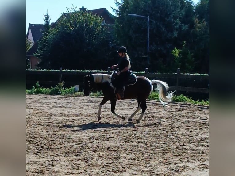 Lewitzer Merrie 10 Jaar 147 cm Gevlekt-paard in Baddeckenstedt