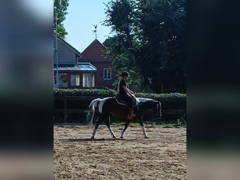 Lewitzer Merrie 10 Jaar 147 cm Gevlekt-paard in Baddeckenstedt