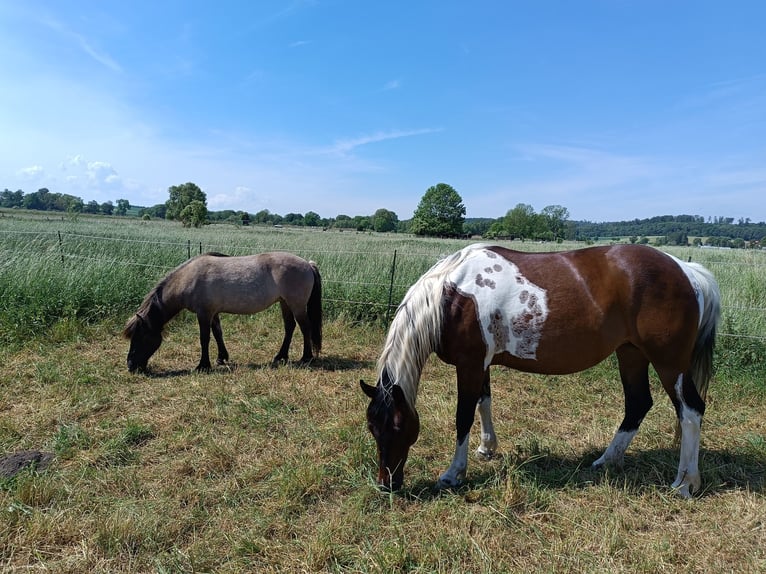 Lewitzer Merrie 10 Jaar 147 cm Gevlekt-paard in Baddeckenstedt