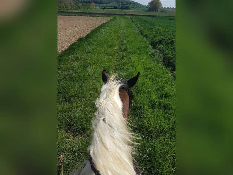 Lewitzer Merrie 10 Jaar 147 cm Gevlekt-paard in Baddeckenstedt