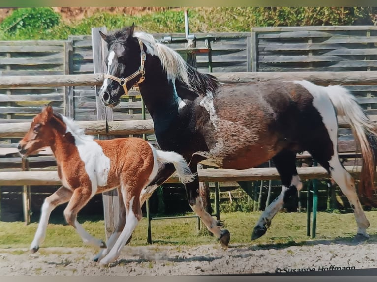 Lewitzer Merrie 10 Jaar 147 cm Gevlekt-paard in Baddeckenstedt