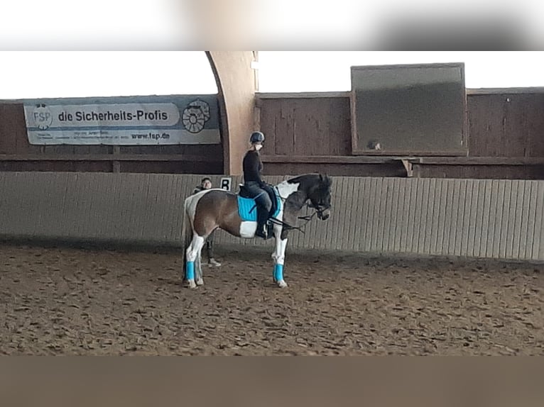 Lewitzer Mix Merrie 10 Jaar 155 cm Gevlekt-paard in Grammetal