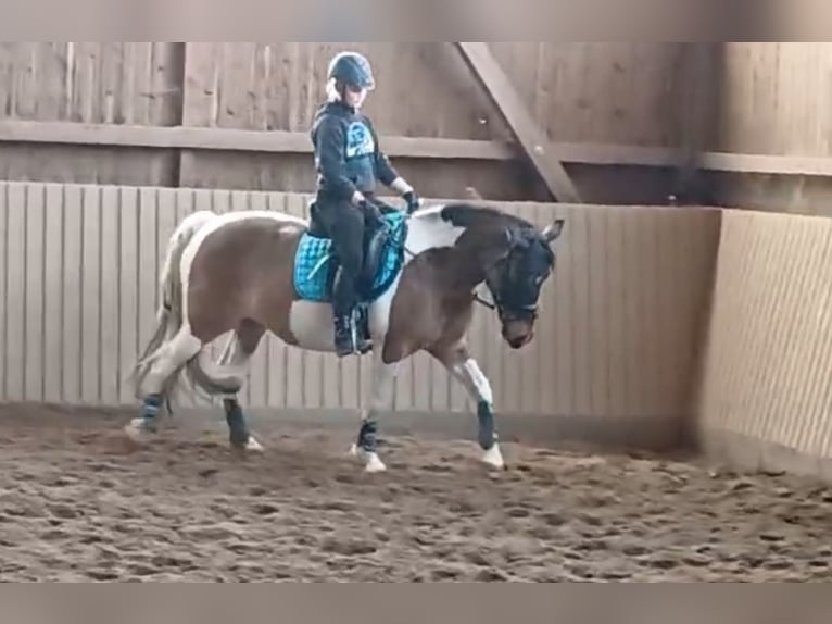 Lewitzer Mix Merrie 10 Jaar 155 cm Gevlekt-paard in Grammetal