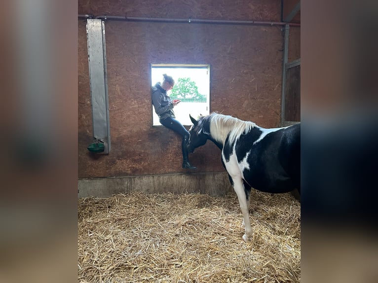 Lewitzer Merrie 11 Jaar 142 cm Gevlekt-paard in Schwaikheim