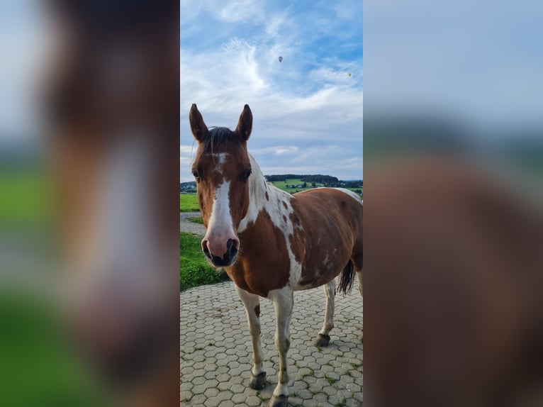 Lewitzer Mix Merrie 11 Jaar 142 cm Gevlekt-paard in Waldbröl