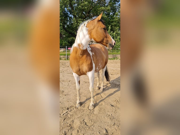 Lewitzer Mix Merrie 11 Jaar 142 cm Gevlekt-paard in Waldbröl