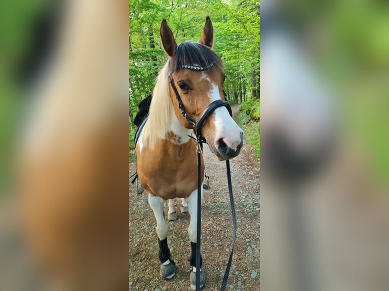 Lewitzer Mix Merrie 11 Jaar 142 cm Gevlekt-paard in Waldbröl