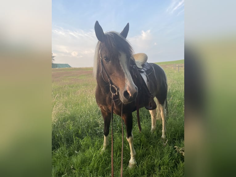 Lewitzer Merrie 11 Jaar 145 cm Gevlekt-paard in Reichshof