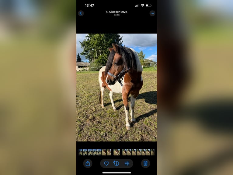 Lewitzer Merrie 12 Jaar 135 cm Gevlekt-paard in Neu krenzlin