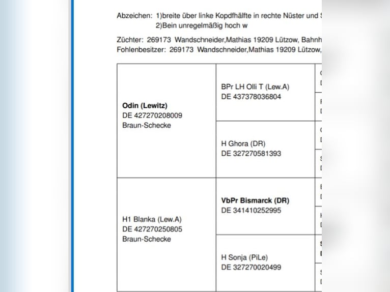 Lewitzer Merrie 12 Jaar 138 cm Gevlekt-paard in Groß Drewitz