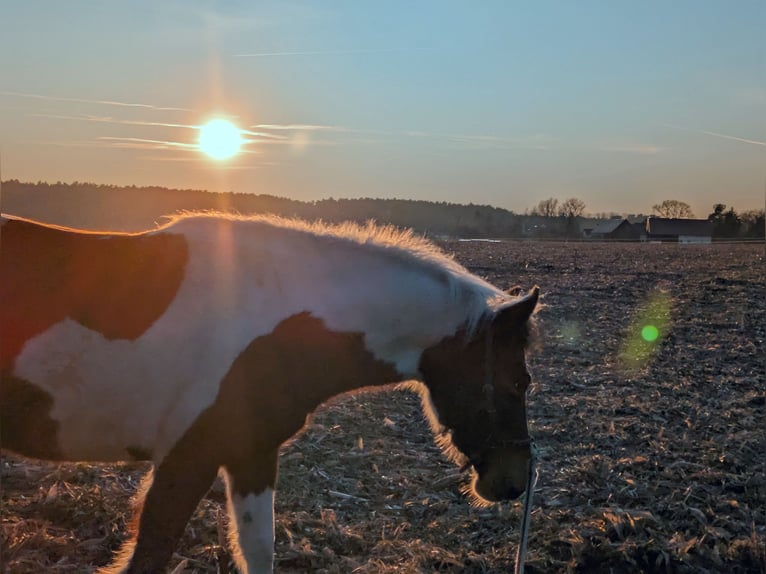 Lewitzer Merrie 12 Jaar 138 cm Gevlekt-paard in Groß Drewitz