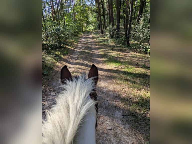 Lewitzer Merrie 12 Jaar 138 cm Gevlekt-paard in Groß Drewitz