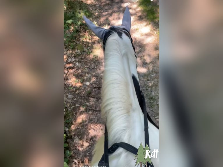 Lewitzer Merrie 12 Jaar 146 cm Gevlekt-paard in Seibersbach