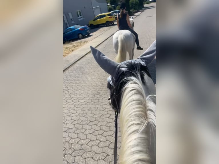 Lewitzer Merrie 12 Jaar 146 cm Gevlekt-paard in Seibersbach