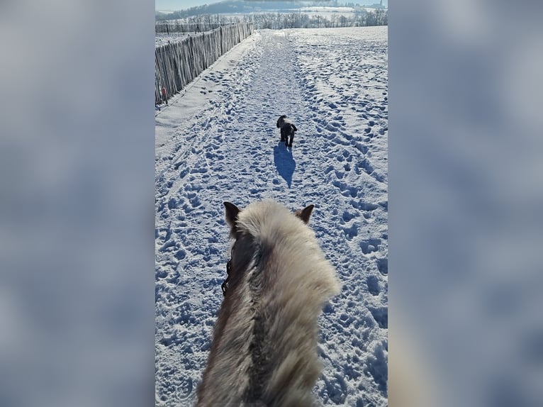 Lewitzer Merrie 12 Jaar 146 cm Gevlekt-paard in Seibersbach