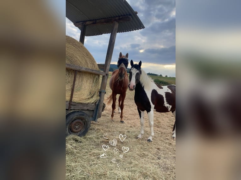 Lewitzer Merrie 12 Jaar 146 cm Gevlekt-paard in Seibersbach