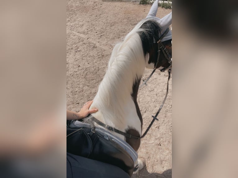 Lewitzer Merrie 12 Jaar 146 cm Gevlekt-paard in Seibersbach