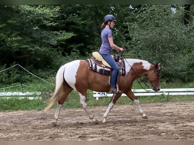 Lewitzer Mix Merrie 12 Jaar 150 cm Gevlekt-paard in Oldendorf Luhe