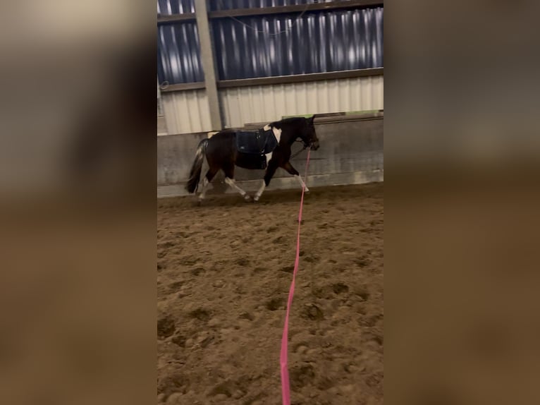 Lewitzer Mix Merrie 13 Jaar 130 cm Gevlekt-paard in Winsen (Aller)
