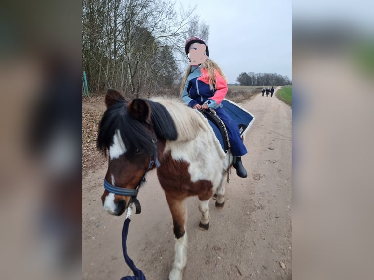 Lewitzer Merrie 13 Jaar 135 cm Gevlekt-paard in Tramm