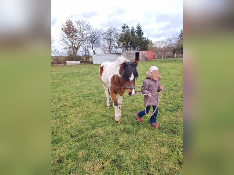Lewitzer Merrie 13 Jaar 135 cm Gevlekt-paard in Tramm