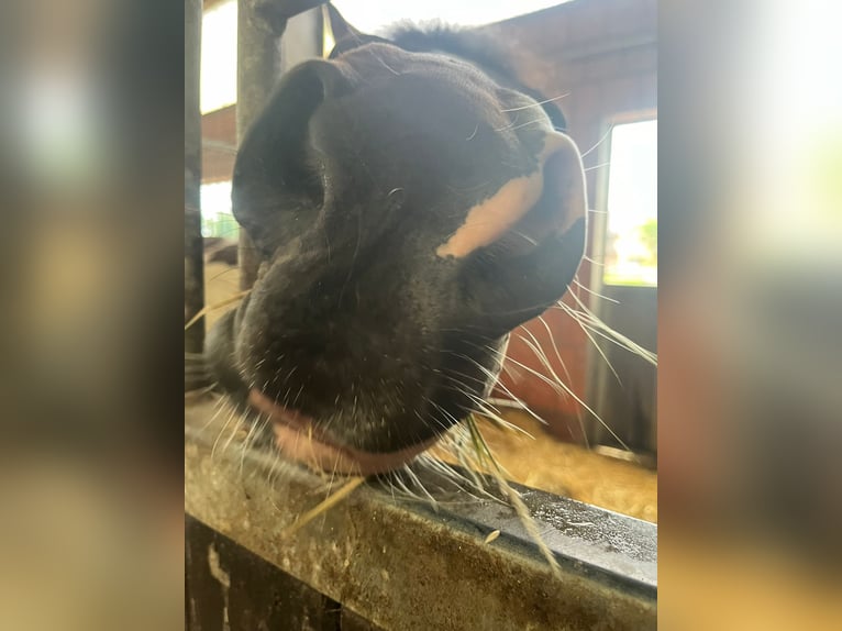 Lewitzer Merrie 13 Jaar 140 cm Gevlekt-paard in Itzstedt