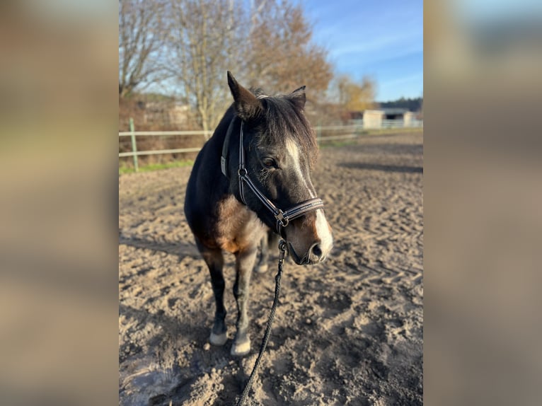 Lewitzer Mix Merrie 13 Jaar 148 cm Bruin in Potsdam